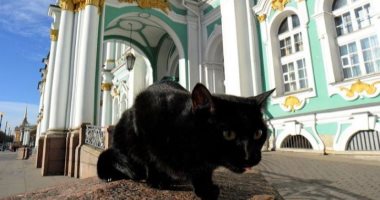 قصة طبيب فرنسى ترك 3 آلاف يورو تركة لأشهر قطط روسيا