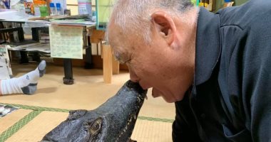 عائلة يابانية تربى تمساحا بطول 7 أقدام فى المنزل لمدة 34 عاما.. فيديو وصور