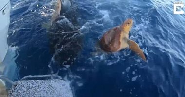 سلحفاة تهرب من سمكة قرش فى مطاردة قرب ساحل جزر الباهاما.. فيديو وصور