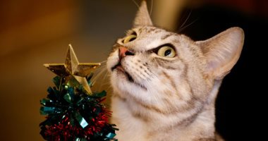 الرقة قطة جميلة لابسة فيونكة وببيونة.. بابا نويل يحتفل بأعياد الميلاد فى مقهى القطط