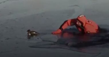 رجل إطفاء ينقذ بطة عالقة وسط الجليد بخزان ماء طبيعى فى موسكو.. فيديو