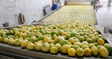 مليون طن حصيلة صادرات مصر الزراعية خلال شهرين.. الموالح والبطاطس فى المقدمة