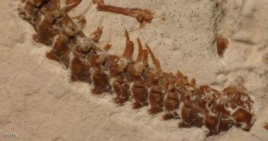 العثور على حفرية أقدم ثعبان عاش فى أوروبا قبل 47 مليون سنة فى ألمانيا