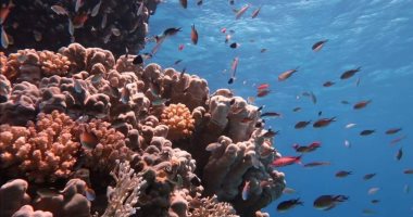 شاهد جمال مواقع الغطس فى البحر الأحمر.. 25 صورة تكشف سحر الطبيعة