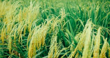 إندونيسيا تطلب من الهند مليون طن أرز بسبب ظاهرة النينيو