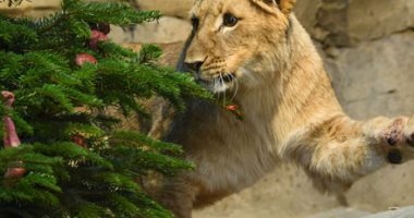 قفزة الأسد ورقصة الباندا.. احتفالات حديقة حيوانات ألمانيا بعيد الميلاد..ألبوم صور