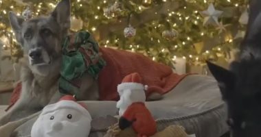 جو بايدن يحتفل بالكريسماس مع كلبيه "Major" و"Champ".. فيديو وصور