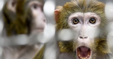 رصد أول إصابة بفيروس "جدرى القرود" فى بريطانيا