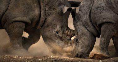كواليس الغابة.. الصور الفائزة بجائزة الحياة البرية للتصوير الضوئى 2020..ألبوم صور