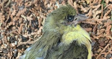 تقرير يكشف آثار حرائق الغابات على موت آلاف الطيور