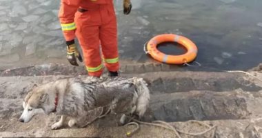 إنقاذ كلب هاسكى عالق فى بحيرة نصف مجمدة بعد "التمسك" بعوامة نجاة.. صور