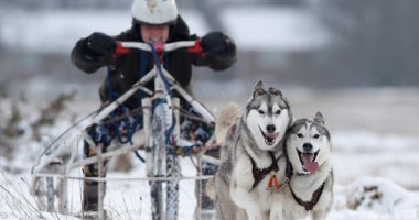 تدريب كلاب الهاسكى على التزلج والإنقاذ فى جبال بريطانيا الجليدية.. ألبوم صور