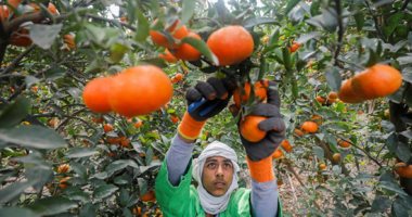 جهاز الإحصاء: صادرات البرتقال المصرى ترتفع إلى 109 ملايين دولار في شهر واحد