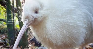 نفوق طائر كيوى نادر فى نيوزيلندا ألهم الكثيرين حول العالم.. اعرف قصته