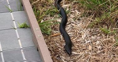 The first time they saw it … a black snake scaring an Australian city dweller … videos and photos