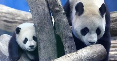 "دبلوماسية الباندا".. الصين ترسل مزيدا من الدببة لأمريكا