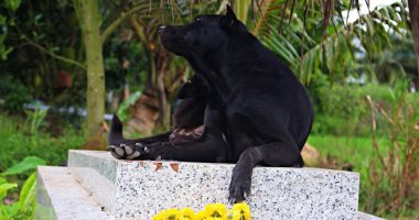 معنى الوفاء.. كلب يمكث على قبر صاحبه لمدة 3 سنوات فى فيتنام.. صور