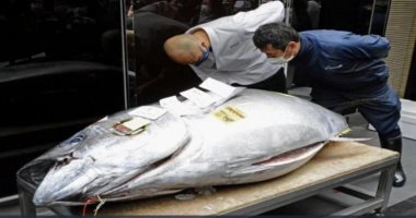 بيع سمكة تونة ضخمة بسعر 202 ألف دولار فى طوكيو.. اعرف التفاصيل
