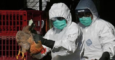 5 ولايات هندية تكتشف عشرات البؤر لتفشي "إنفلونزا الطيور"