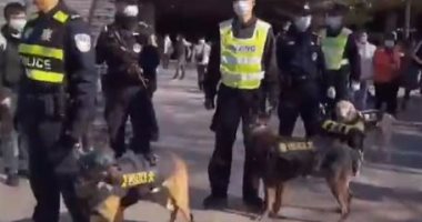 كلاب مدربة ترتدى خوذ مكافحة شغب وسترات مضادة للرصاص بالصين.. فيديو