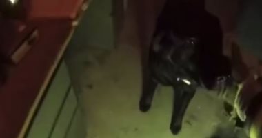 رجل إطفاء يخاطر بحياته لإنقاذ كلب محاصر بحظيرة تحترق فى بنسلفانيا .. فيديو