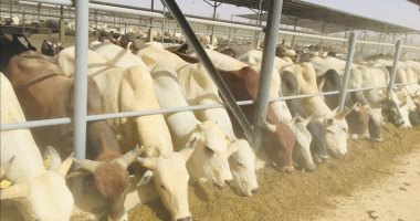 الزراعة تعلن فحص 17 ألف رأس ماشية ضمن نشاط القوافل العلاجية المجانية