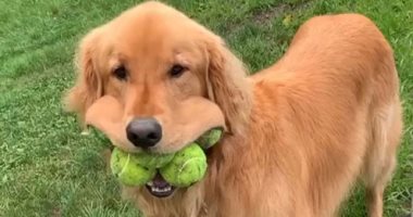 "فينلى" كلب موسوعة جينس العالمية يحطم الرقم القياسى فى اللعب بكرات التنس 