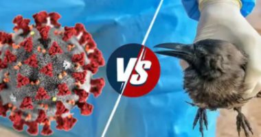 أنفلونزا الطيور وفيروس كورونا.. تعرف على الفارق بينهما فى الأعراض والتشخيص