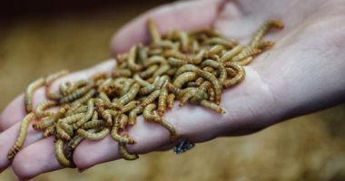بلومبرج: مراقبة الغذاء الأوروبية توافق على الديدان للاستهلاك البشرى