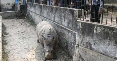 أنثى وحيد قرن ببنجلاديش تبحث عن رفيق منذ 7 أعوام