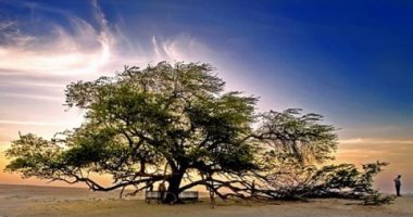 لغز "شجرة الحياة".. صمدت أكثر من قرن فى قلب الصحراء (فيديو)