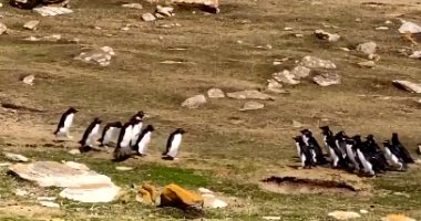 طيور البطريق تتبادل المعلومات مع بعضها فى جزر فوكلاند.. فيديو وصور