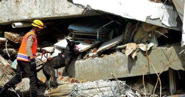 كلاب فى مهمة رسمية.. رحلة البحث عن المفقودين فى زلزال إندونيسيا