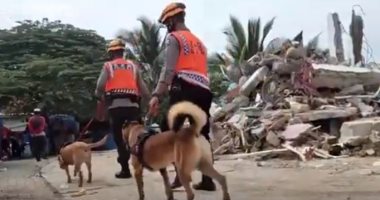 وحدات إنقاذ تستعين بكلاب مدربة للبحث عن مفقودين فى زلزال إندونيسيا.. فيديو