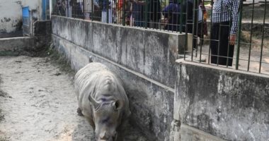 إدارة حديقة حيوان بنجلاديش ترسل 2من الغنم لعلاج أنثى وحيد القرن من الاكتئاب 