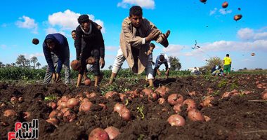 عيد "التحمير والتصدير".. مزارع مصر باللون الأصفر في موسم حصاد البطاطس