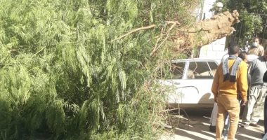 تحطم سيارة ملاكى سقطت عليها شجرة بطريق كورنيش النيل فى أسوان