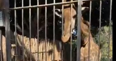 الزرافة سونسن تخطف الأنظار بحديقة الحيوان وسط إقبال المواطنين.. فيديو  