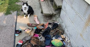قط يسرق أحذية الجيران.. تعرف على رد فعل مالكته بعد اكتشاف المسروقات.. صور