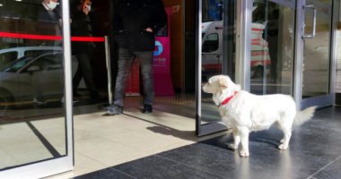 صور.. "مثال فى الإخلاص" كلبة تنتظر صاحبها المريض أمام المستشفى 6 أيام حتى خروجه