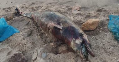 البيئة: دفن الدولفين النافق بأحد شواطئ العين السخنة وفق الأساليب الصحية الآمنة