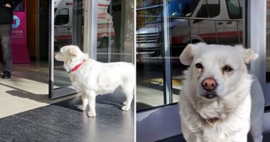 درس فى الوفاء.. كلبة تنتظر صاحبها أمام مستشفى قرابة أسبوع حتى شفائه.. فيديو