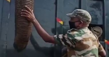 حارس محمية ينهار بعد نفوق فيل اعتاد على رعايته.. "فيديو وصور"