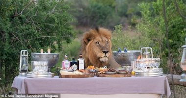  زوار حديقة بجنوب إفريقيا يفاجأون بـ"أسد" يشاركهم مائدة الطعام.. صور