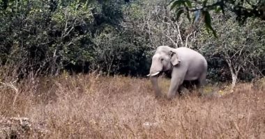 فيل غاضب يطارد موظفى غابة فى تايلاند حاولوا منعه من أكل محاصيل المزارعين