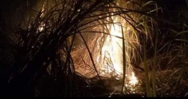 السيطرة على حريق بزراعات قصب السكر في قنا
