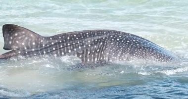مهمة إنسانية.. لحظة إنقاذ سمكة القرش الحوت عالقة فى شاطئ بأستراليا.. فيديو وصور