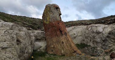 علماء يونانيون يكتشفون شجرة متحجرة عمرها 20 مليون عام.. صور
