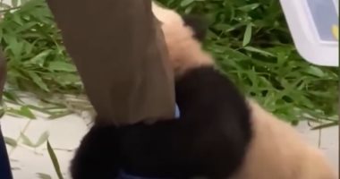 باندا تتعلق بساق عامل بحديقة حيوانات بكوريا الجنوبية.. فيديو وصور