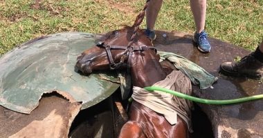 مشهد درامى.. لحظة إنقاذ حصان بعد سقوطه داخل بالوعة بأستراليا.. صور